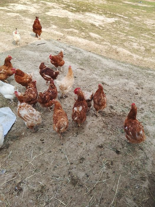 Осы тауыктар сатылады