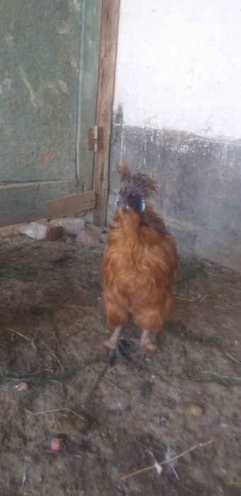 Шолк хорозлар сотилади