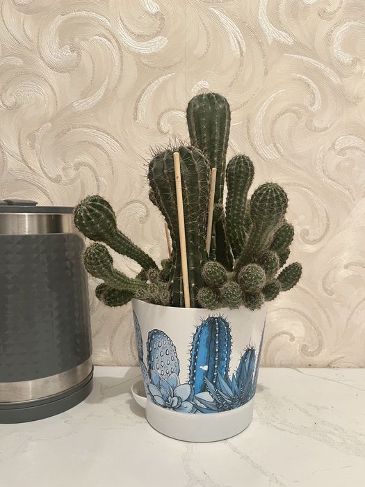 Кактус с детками жк шыгыс