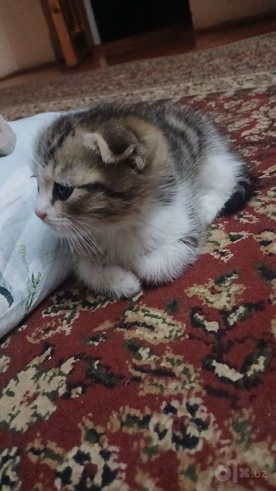 Котённки вислоухий