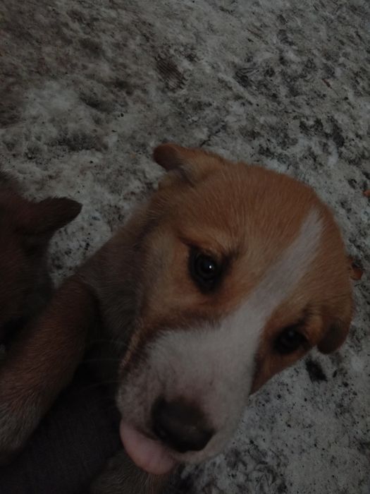 Отдам даром щенят