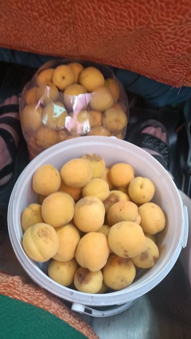 Продам абрикосы  вкусные, сладкие