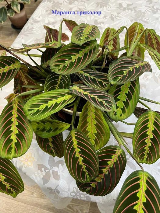 Цветы для дома- приносят удачу