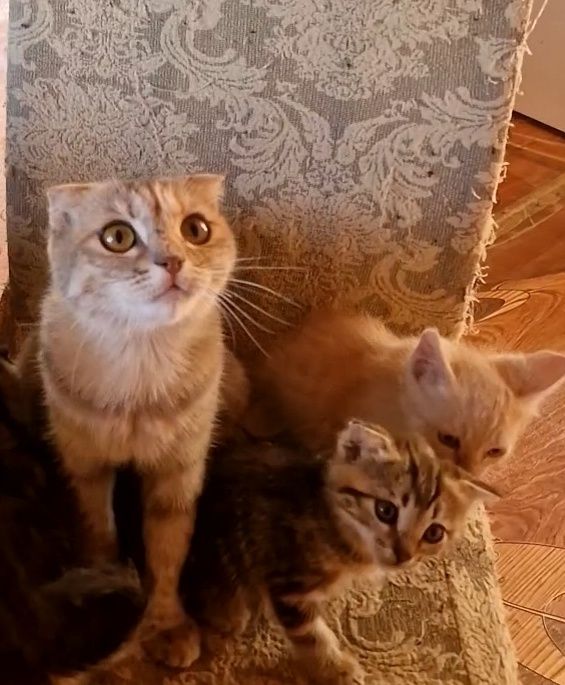 Шотланский вислоухий кот