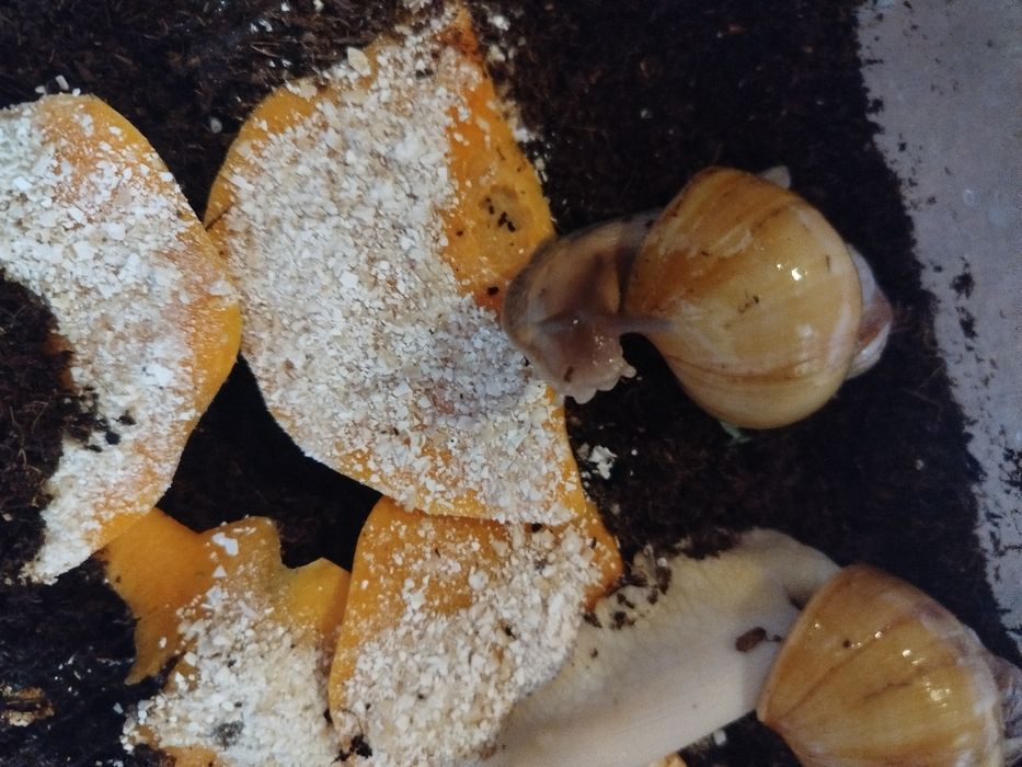 Ulitkalar sotuvda bor. Sogʻlom parvarishlangan ahvoli ideal aktiv .