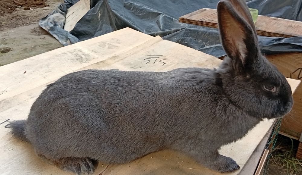 Samka quyon sotiladi