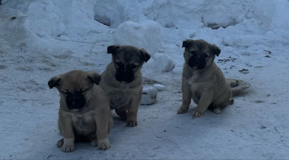 Отдам щенят в добрый руки