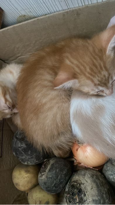 котенок девочки