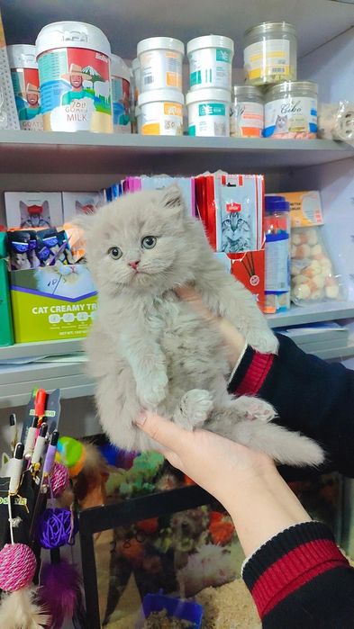 Brtanskiy mushukchalr sotiladi