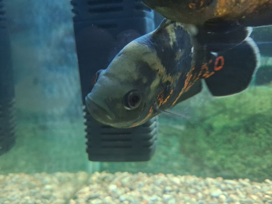 Астранатус сатылады