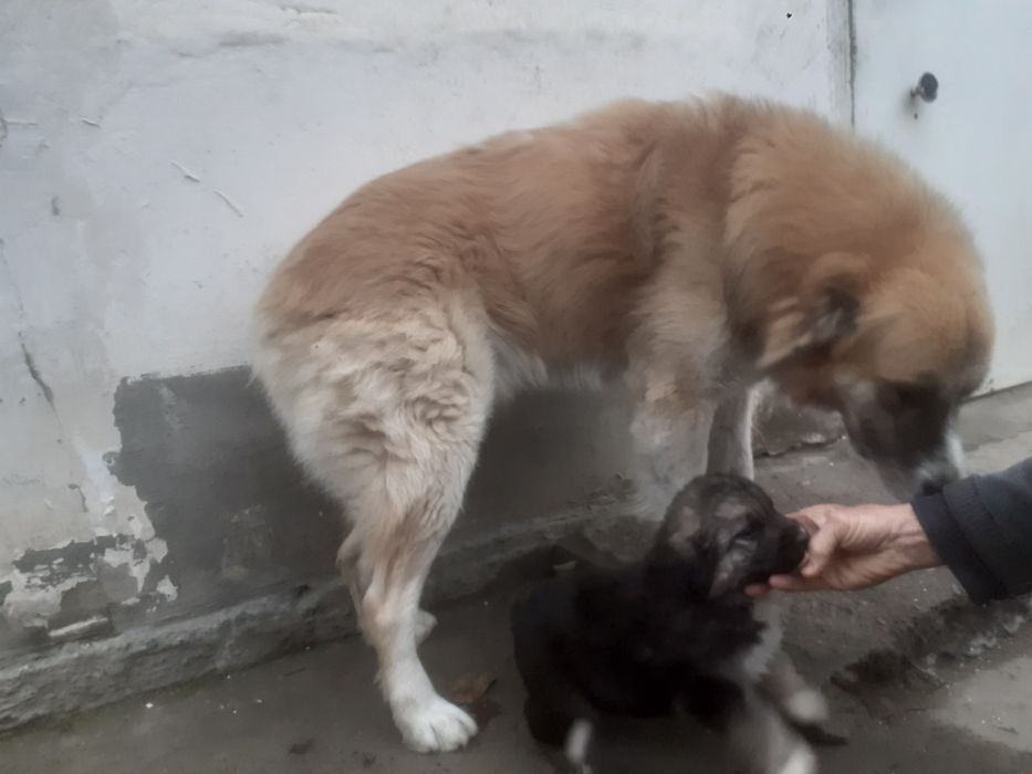 Продам щенки алабая