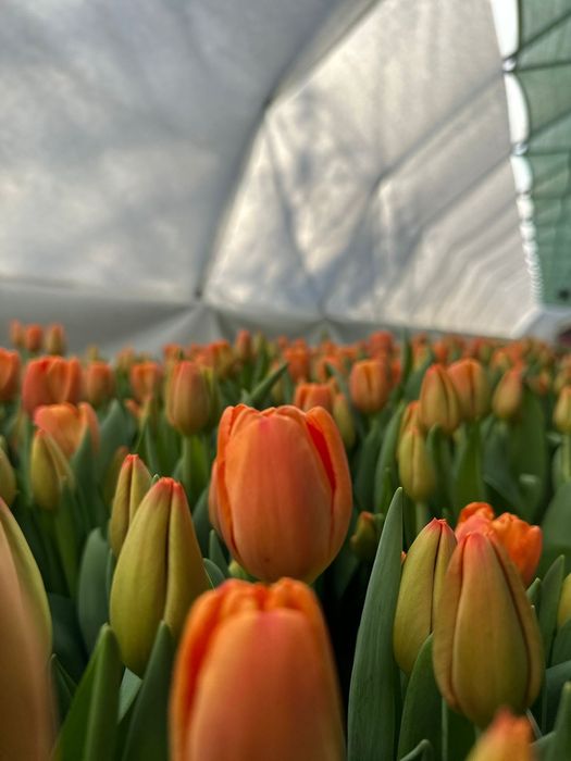 Тюльпаны Оптом и Розница