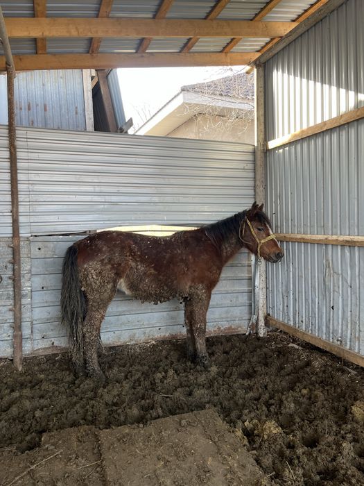 1,5 жасар борланған мал Бармақ қазы