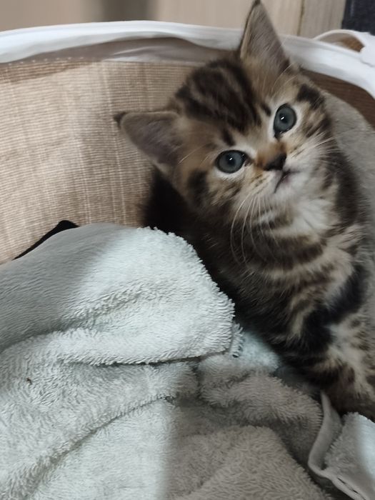 Шотладские котята мальчики