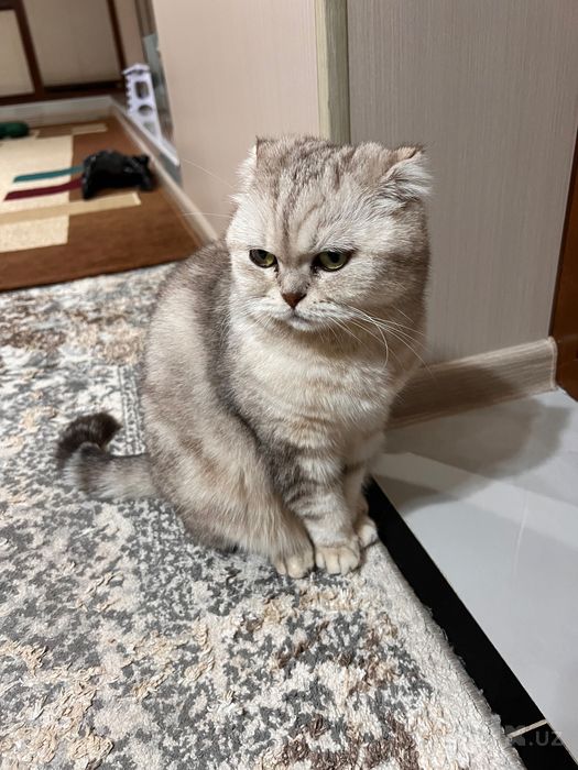 Кошка скоттиш фолд