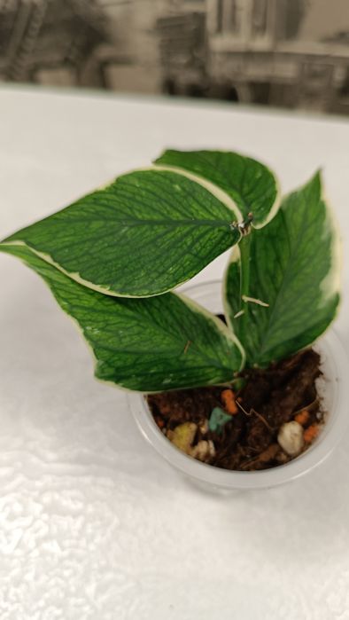 Хойя Полинейра Альбамаргината