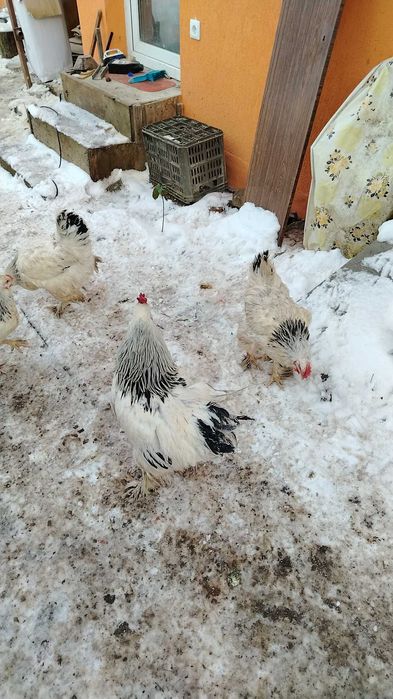 Găini Brahma lot complect