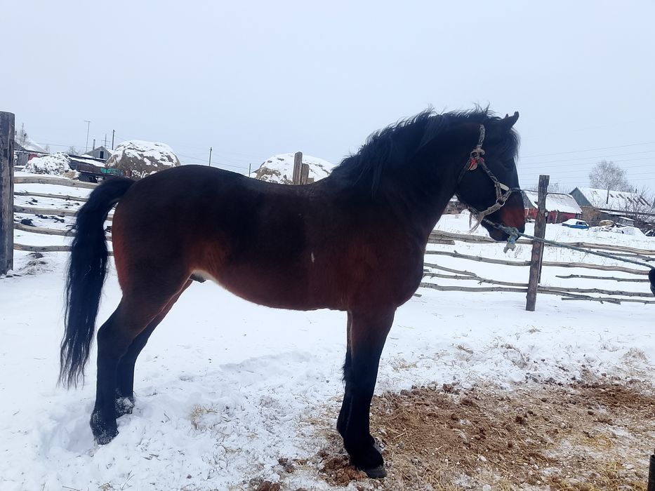 продам жеребца 5 лет