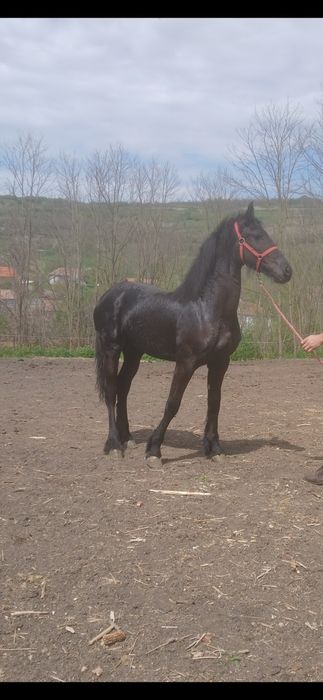 Disponibila Manza Friziana