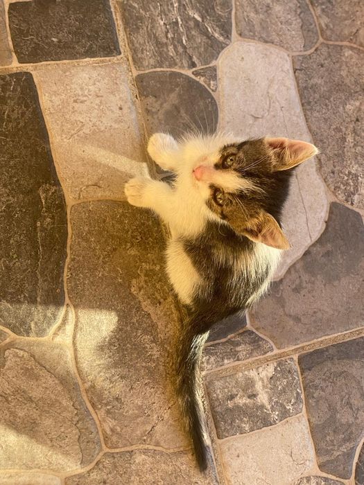 Pui de pisica adopție