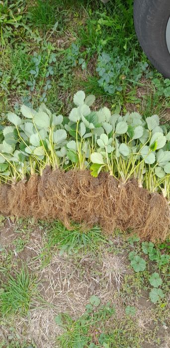 Разсад Ягоди Gorella