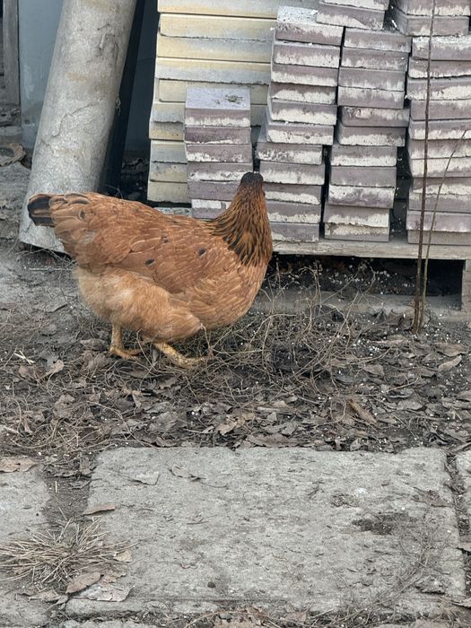 Продам курей и петушков