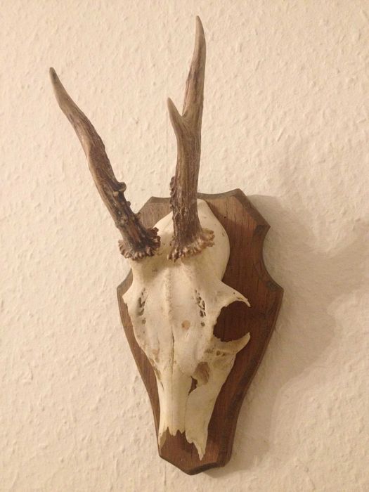 Немски трофей сръндак, документ