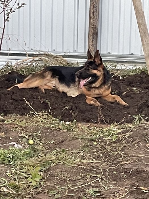 Немецкая овчарка