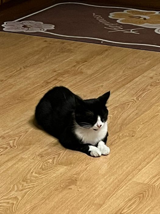 Отдам кота в добрые руки