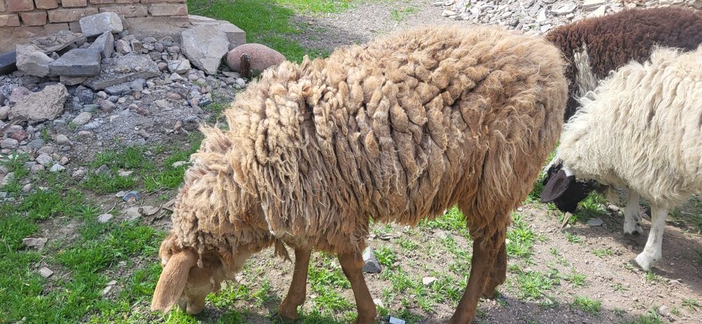 Қойлар сатам бір жарым жасар