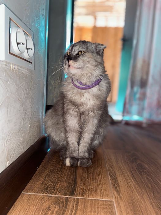 Отдам шотландскую вислоуху