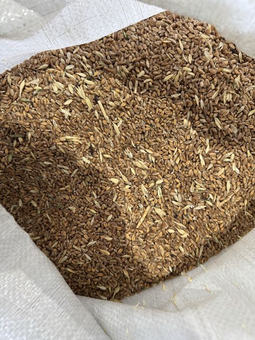 Продам пшеницу, ячмень, зерносмесь, отруби