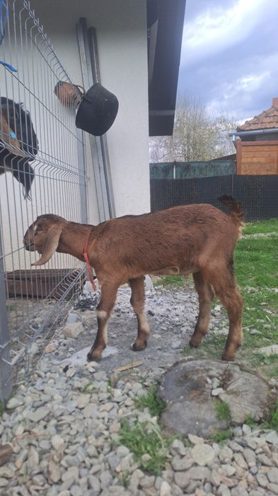 Tapisor anglo nubian