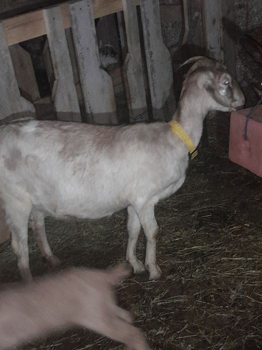 Capra  metis de anglonubiana la prima fătare cu iezi