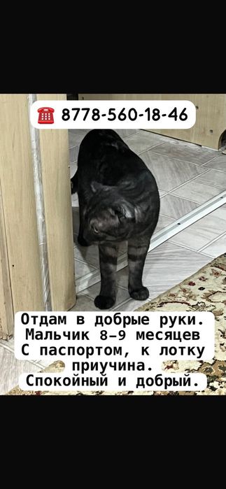 Отдам в добрые руки