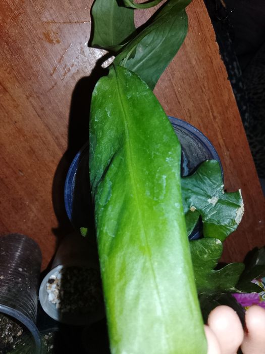 Цветок Монстера !