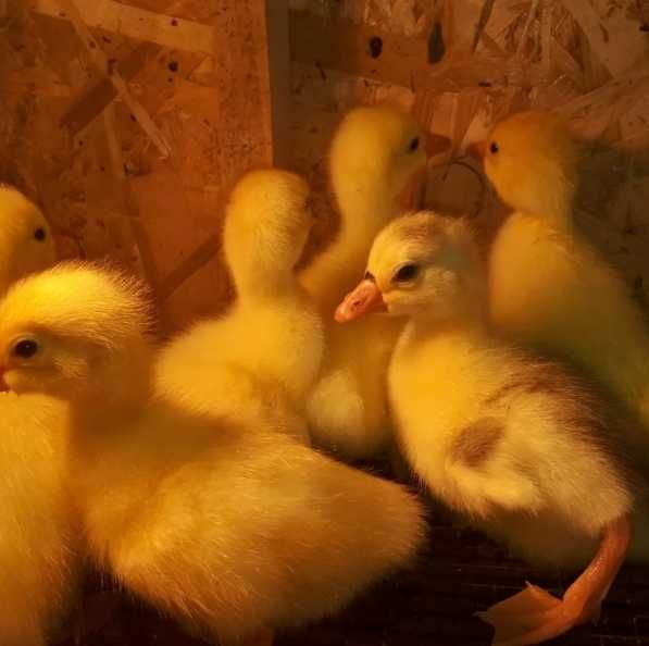Продам суточных гусят Линда