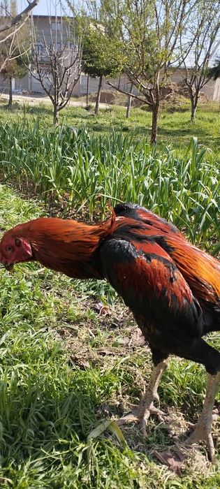 Азил хот Индия жужа сотлади срочно сотлади срочно сотлади срочно сотла