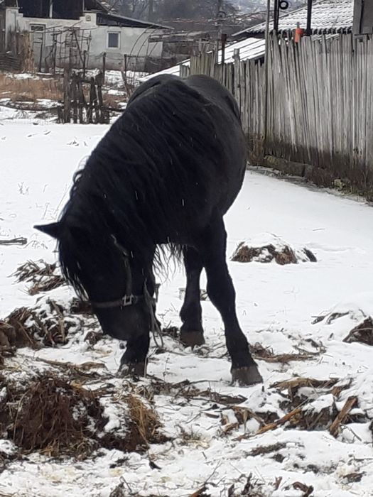 Cal Armăsar masiv 5 ani