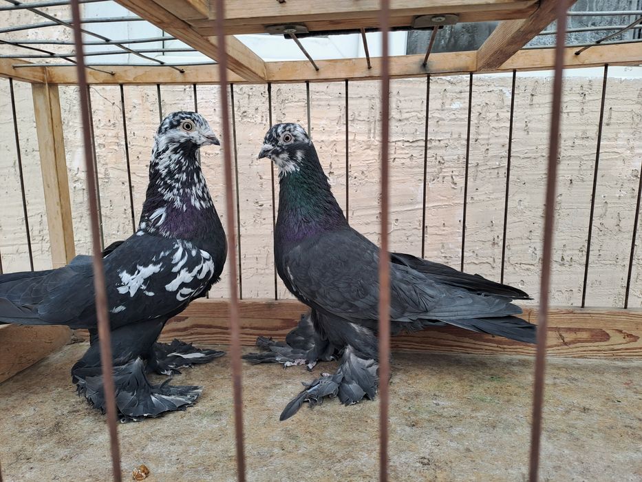 Голуби -гульсары, самцы молодые