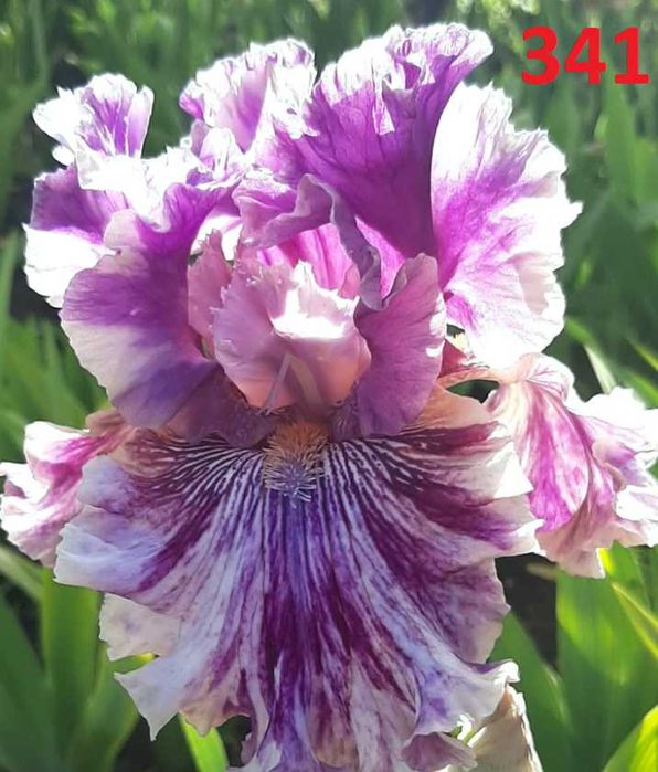 Сортови вискоки ириси /брадати ириси