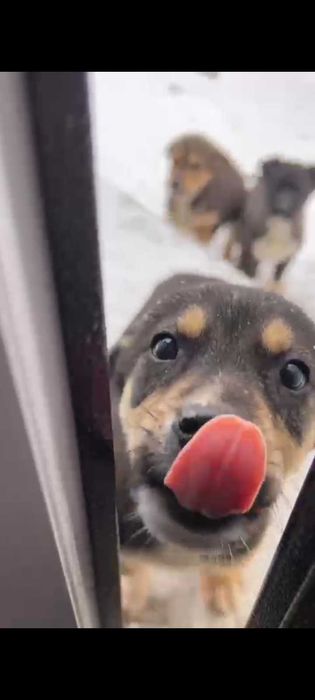 Щенки в добрые руки