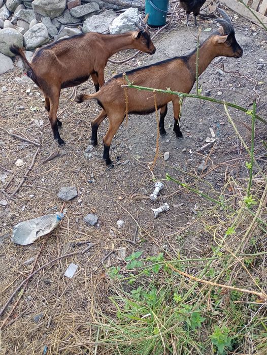 Vând ied și iadă alpin francez