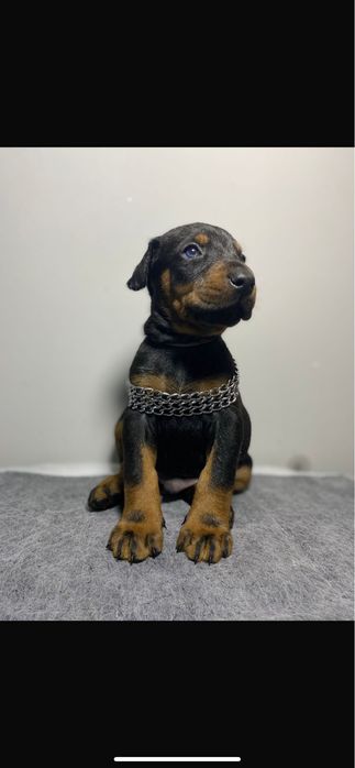 Шикарные дети добермана