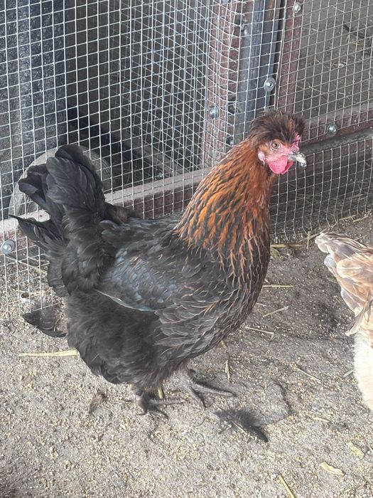 Oua pentru incubator