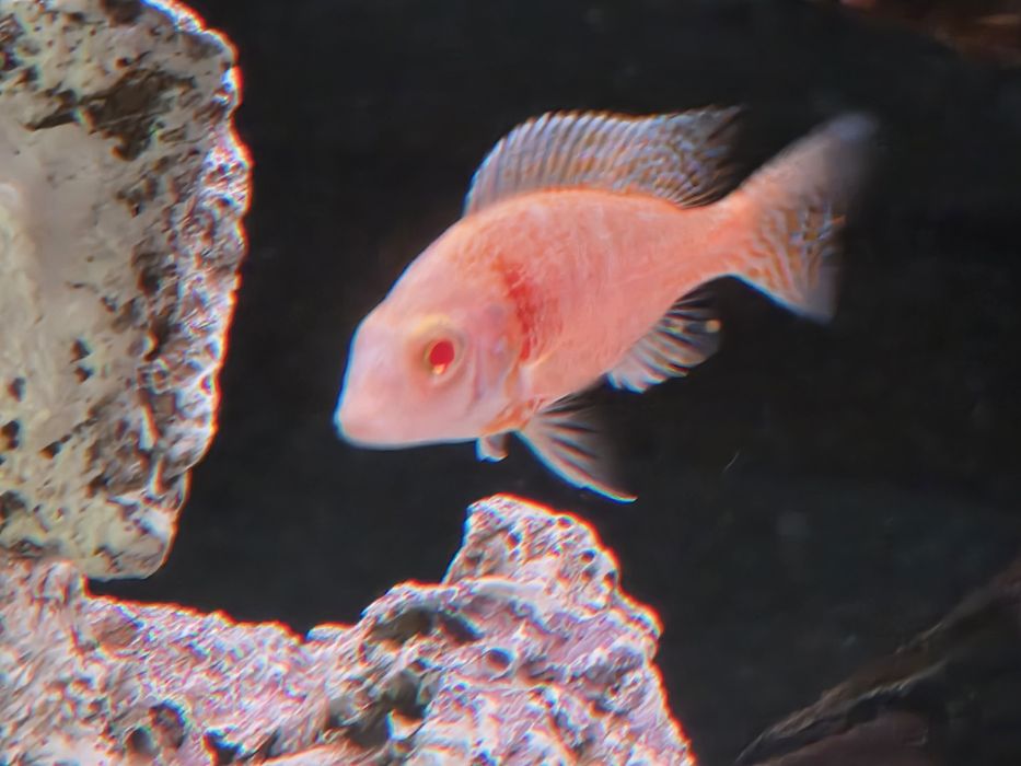 Аулонакара Красная орхидея альбино