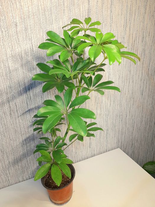 Продам Хойя Триколор