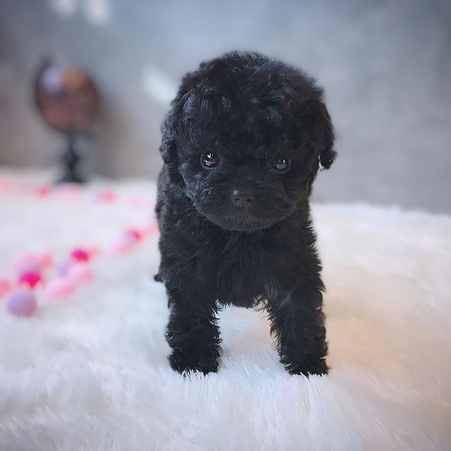 Pudel caniche mini toy negru, mascul, 8 săptămâni
