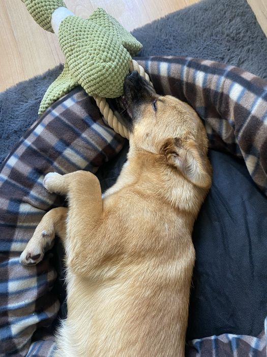 Търси дом спешно!!