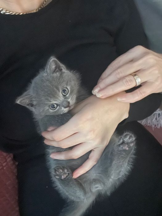 British Shorthair poze reale